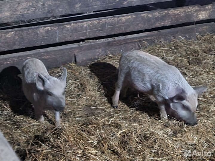 Поросята венгерской мангалицы