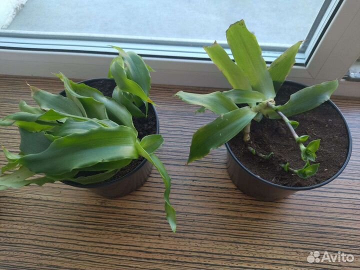 Золотой ус.лечебный