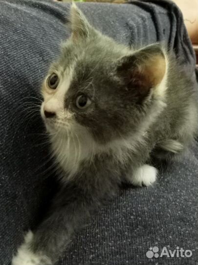 3-х цветная кошечка -счастье в дом