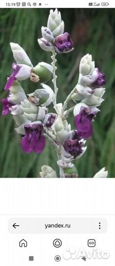 Водные растения для пруда