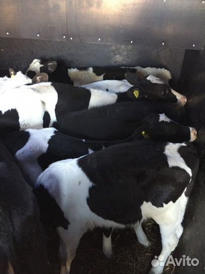 Бычки телята