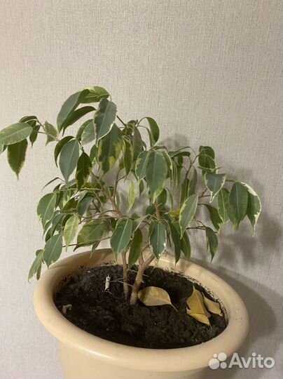 Алоэ и фикус