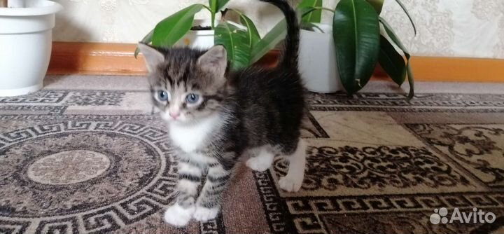 Котенок(девочка)