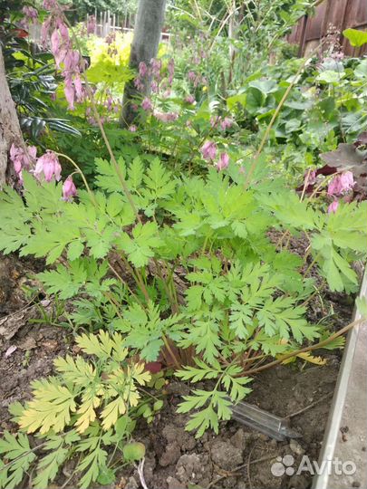 Децентра, разбитое сердце