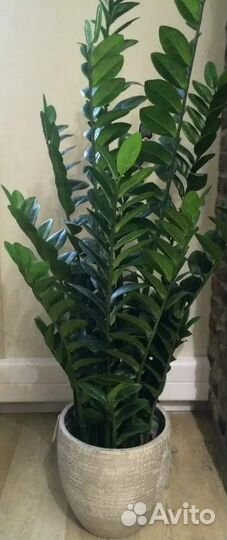 Сансевиерия классика, высокая, ханни, с каймой