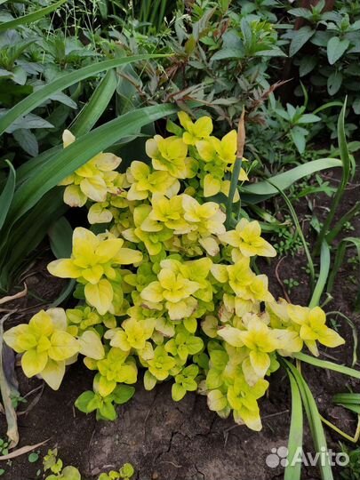 Мята, душица, тимьяны чабрец, пряные травы