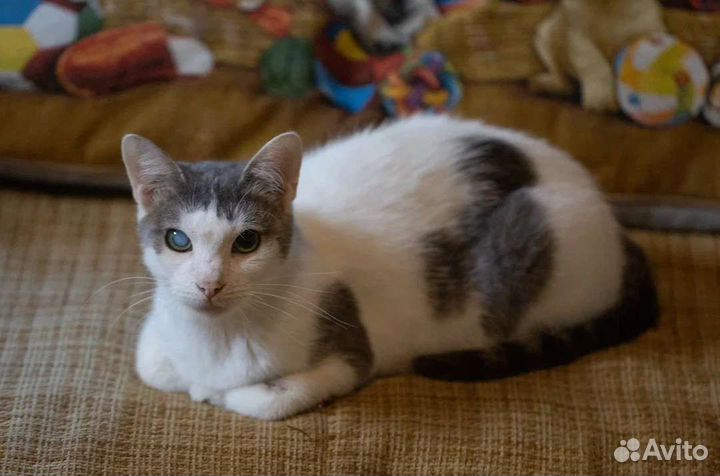 Ласковая молодая Лейси в добрые руки