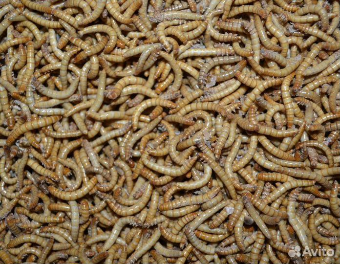 Кормовые насекомые