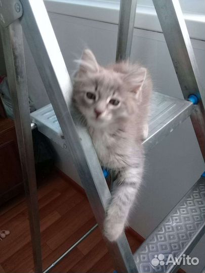 Котики бесплатно