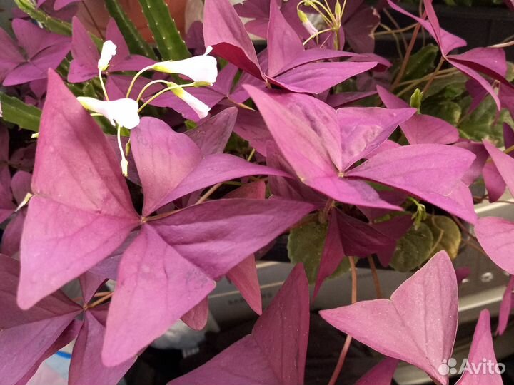 Кислица зелёная