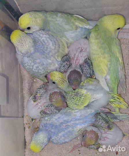 Попугаи ввп чехи и радужные