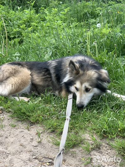 Собака (Бусинка)