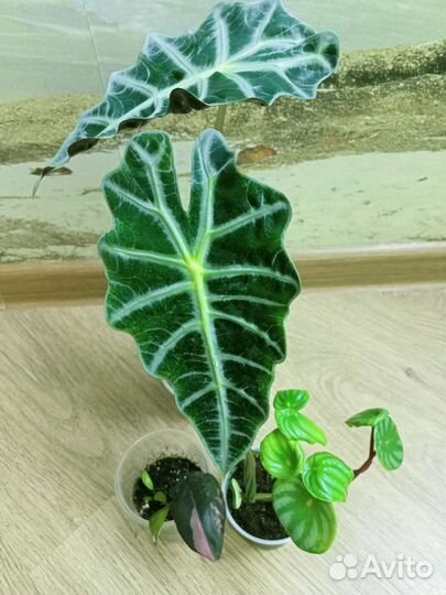 Комнатные растения цветы Обмен обновила 22.07