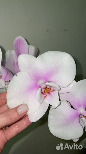 Орхидея фаленопсис