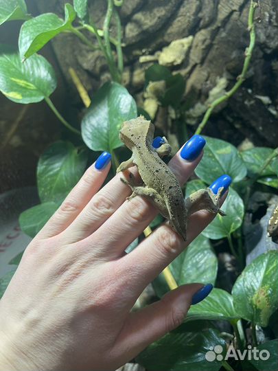 Самка реснитчатого бананоеда