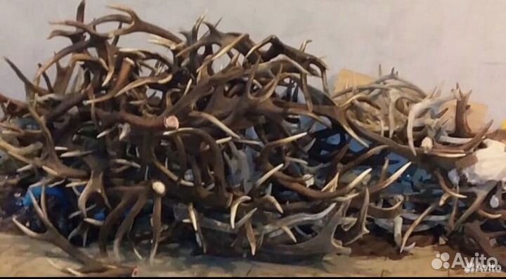 Рога марала