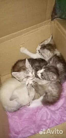 Кошки в добрые руки бесплатно