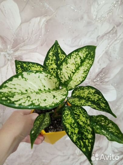 Аглаонема ферст даймонд