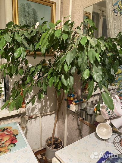 Фикус бенджамина