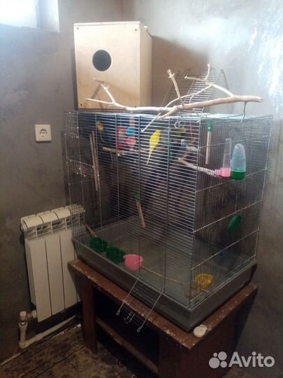 Попугаи с клеткой