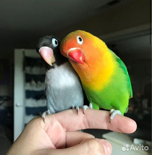 Орнитолог по птицам, осмотр онлайн консультация