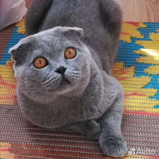Вязка кошек,услуга от вислоухого кота Шотландца