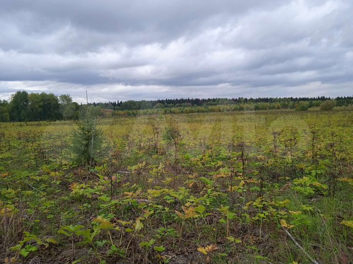 Участок 11 сот. (СНТ, ДНП)