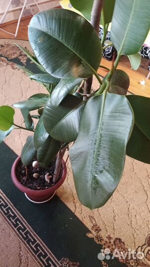 Фикус бенджамина