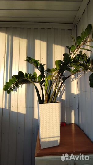 Замиокулькас