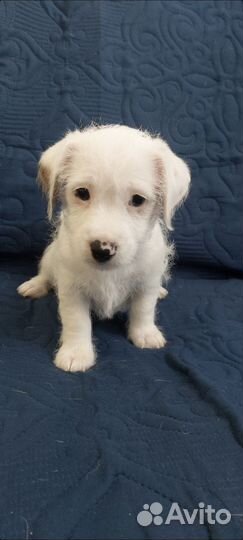 Собаки щенки