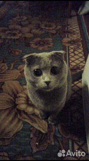 Британский кот вязка