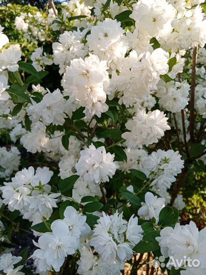 Декоративные кустарники