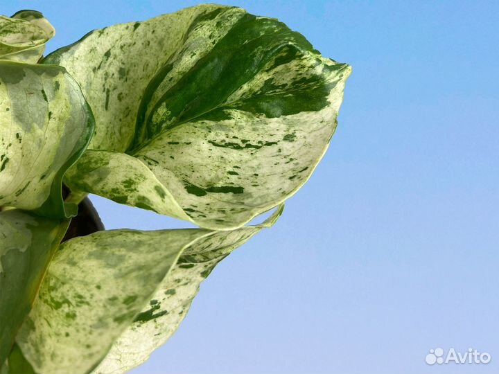 Эпипремнум Хэппи Лиф 12/25