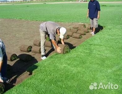Рулонный газонУкладка Рулонного газонаГазон от про
