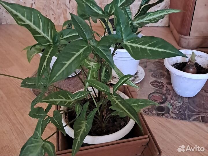 Комнатные цветы