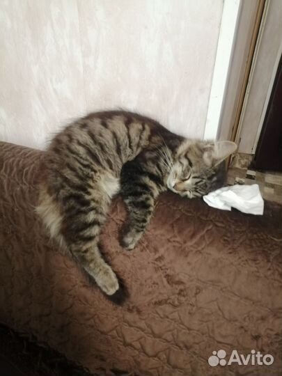 Кошка в дар