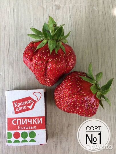 Саженцы клубники