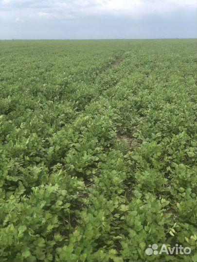 Семена Кориандра