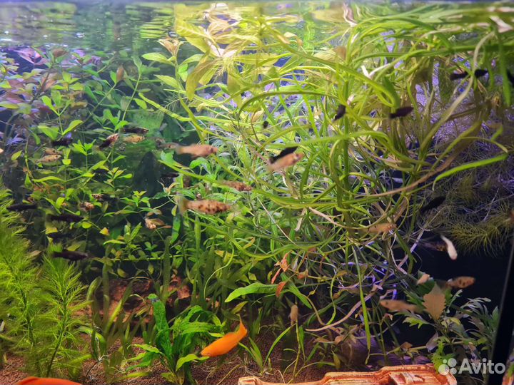 Аквариумная прополка, рыбки, улитки