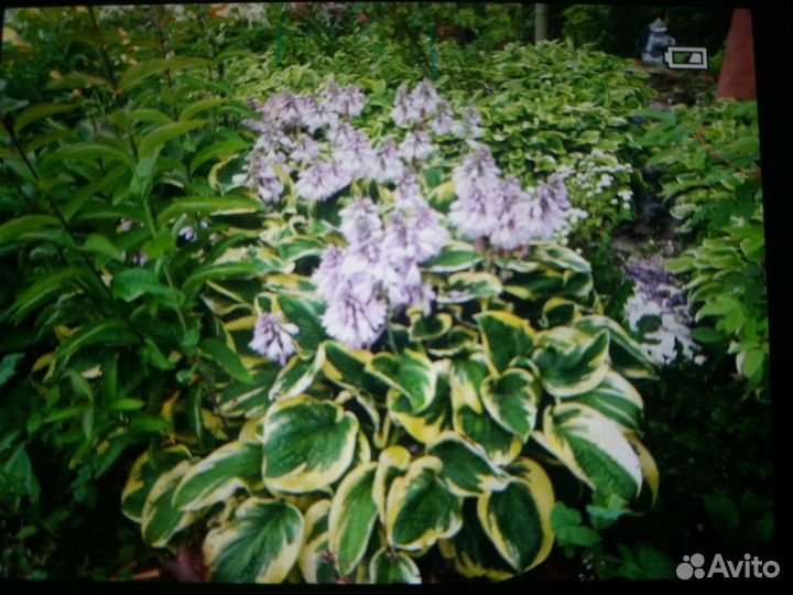 Хоста растение для вашего сада