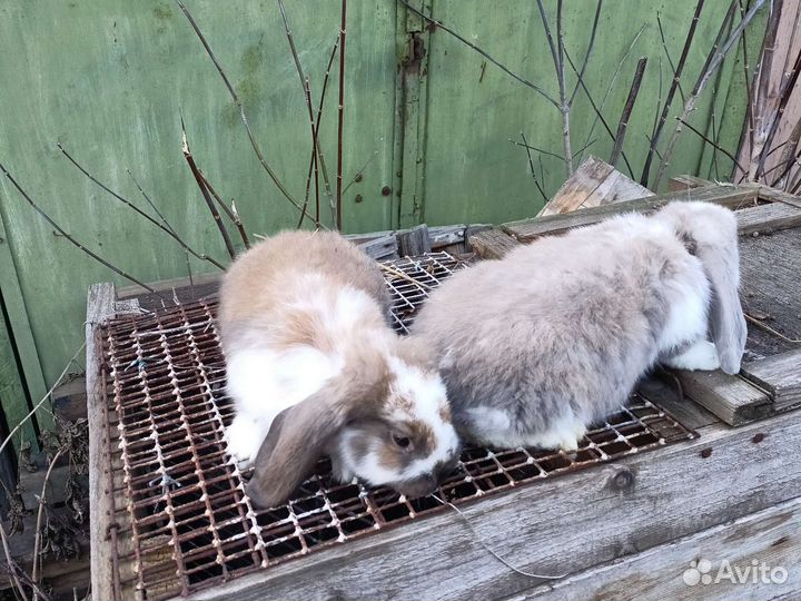 Французкие бараны