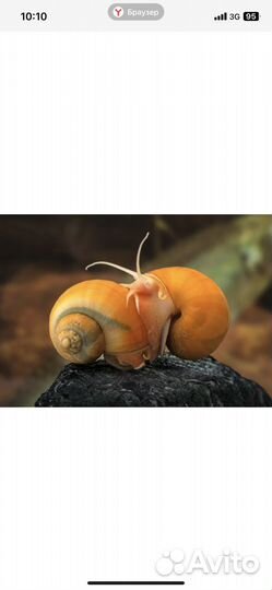 Улитки аквариумные ампулярии