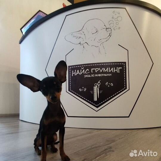 Помощник грумера/Грумер