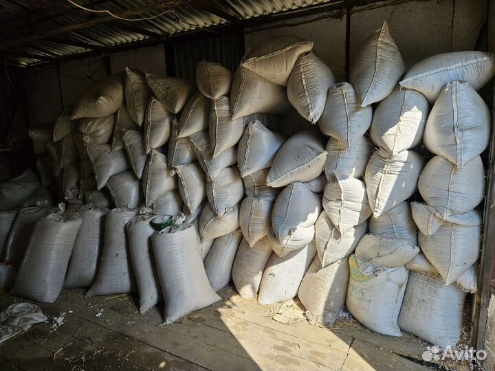 Эспарцет семена