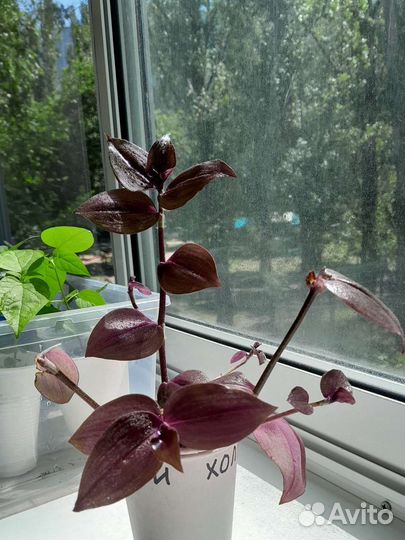 Традесканция шоколадный холм