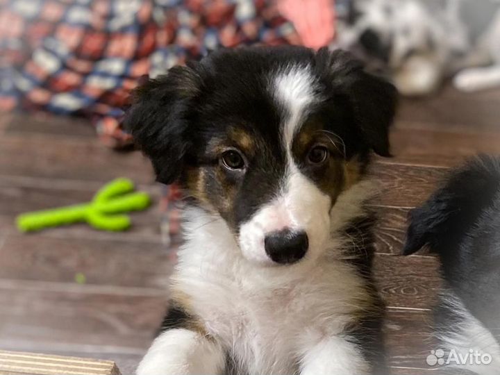 Щенки Бордер Колли