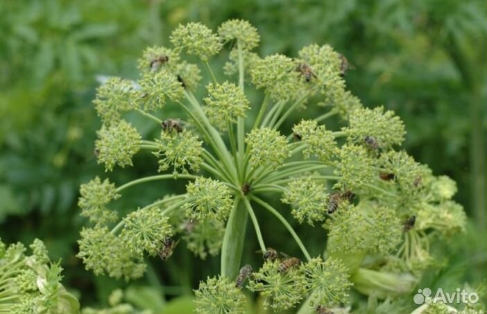 Мед из Алтая опт