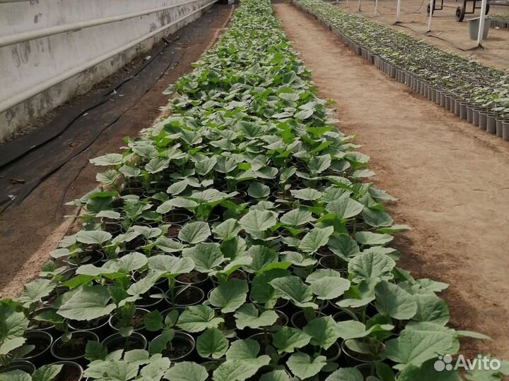 Рассада огурцов, помидор, томаты