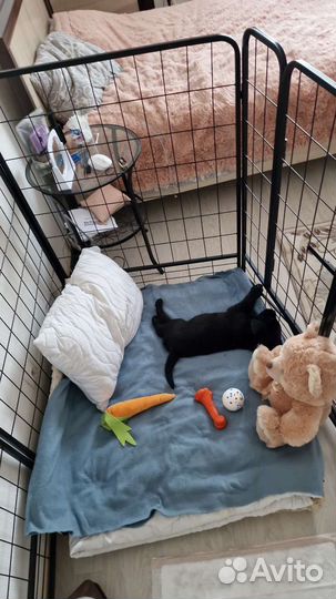 Клетка вольер для большой собаки бу