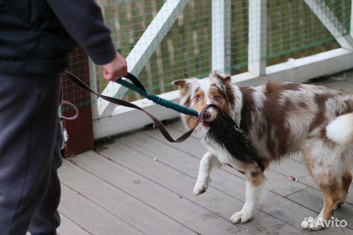 Кинолог. Дрессировка собак (прогулка, послушание)